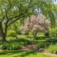 img of The 3 Best Trees to Plant for Orioles: Creating a Natural Habitat