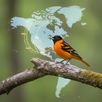 img of The Complete Oriole Migration Calendar: When to Put Out Your Feeders