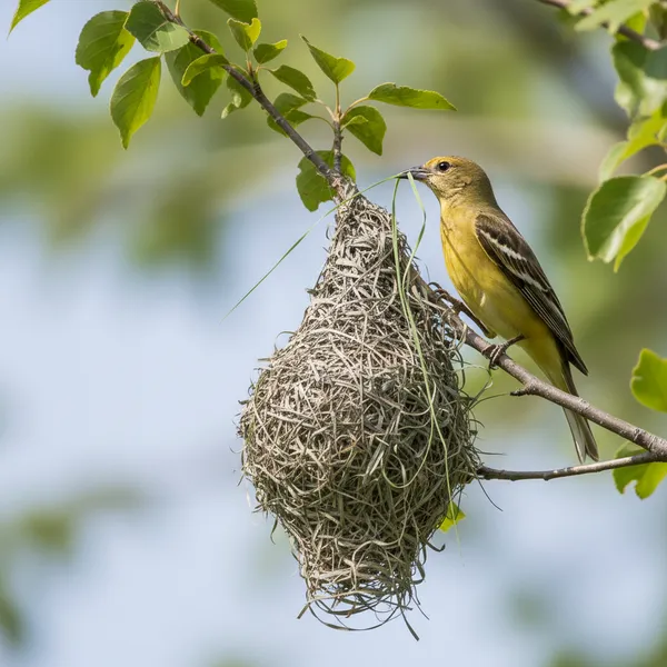 img of Master Weavers: Understanding the Unique Hanging Nests of the Oriole